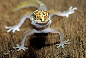 Geckoes: Steindachner's Gecko