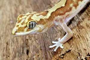 Geckoes: Steindachner's Gecko