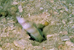 Blind: Steinitz shrimp goby, or amblyeleotris steinitzi