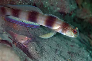 Crustacean: Steinitz Shrimpgoby