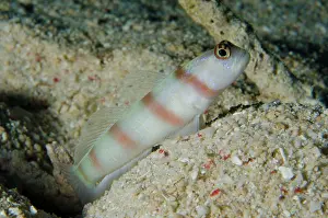 Amblyeleotris: Steinitz Shrimpgoby by hole Sebayor Kecil dive