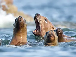 Selective: Stellar Sea Lions (Eumetopias jubatus) in