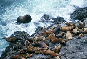 Steller: Stellar / Steller Sealion - bull coming ashore