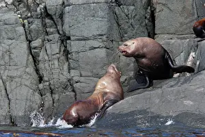 Eumetopias: Steller / Northern sealion - two
