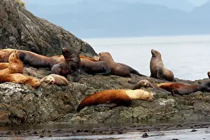 Eumetopias: Steller / Northern sealion - group relaxing on rocks