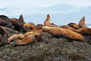 Eumetopias: Steller / Northern sealion - group relaxing on rocks