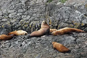 Eumetopias: Steller / Northern sealion - group relaxing on rocks
