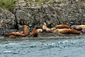 Eumetopias: Steller / Northern sealion - group relaxing on rocks