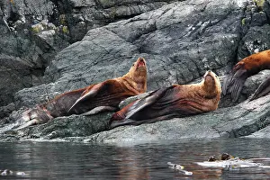 Eumetopias: Steller / Northern sealion - two relaxing on rocks