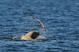Eumetopias: Steller / Northern sealion - in sea playing with fish