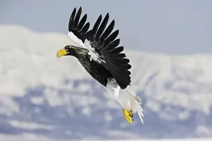 Steller: Steller Sea Eagle (Haliaeetus pelagicus), Rausu