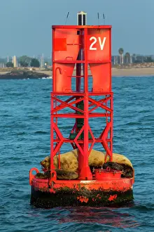 Steller: Steller sea lion (Eumetopias jubatus) also known