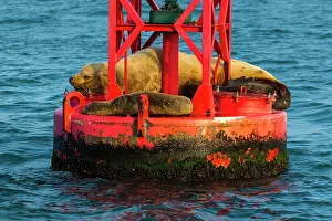 Steller: Steller sea lion (Eumetopias jubatus) also known