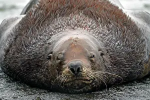 Sound: Steller sea lion (Eumetopias jubatus) lying on a