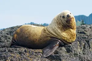 Charlotte: Steller sea lion, Eumetopias jubatus, Queen