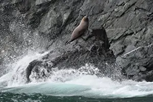 Steller: Steller sea lion ( Eumetopias jubatus) on the shore