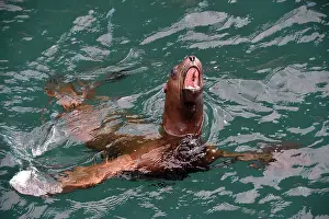 Steller: Steller sea lion ( Eumetopias jubatus) in water