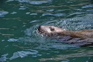 Steller: Steller sea lion ( Eumetopias jubatus) in water