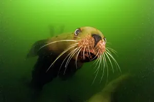 Eumetopias: steller sea lion or Northern sea lion Eumetopias jubatus End