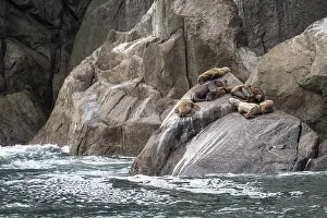 Seals: Steller sea lions (Eumetopias jubatus)