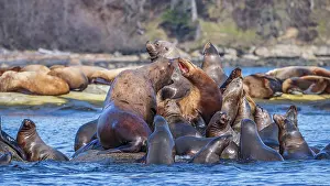Seals: Steller sea lions (Eumetopias jubatus) hauled out at Norris Rocks near Hornby Island in the Salish Sea