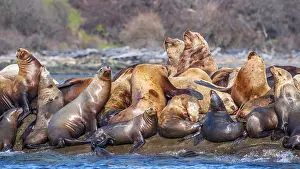 Seals: Steller sea lions (Eumetopias jubatus) hauled out at Norris Rocks near Hornby Island in the Salish Sea