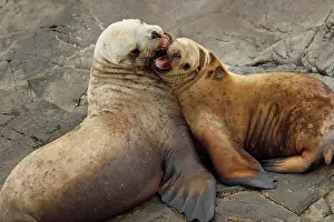 Steller: Steller sea lions ( Eumetopias jubatus) on the shore