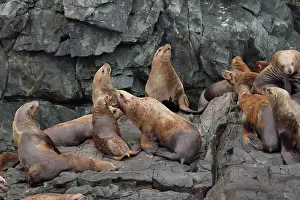 Steller: Steller sea lions ( Eumetopias jubatus) on the shore