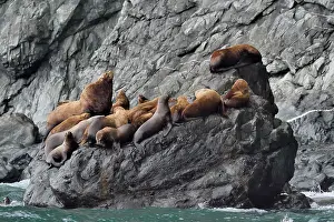 Steller: Steller sea lions ( Eumetopias jubatus) on the shore
