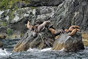 Steller: Steller sea lions ( Eumetopias jubatus) on the shore