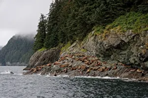 Steller: Steller sea lions ( Eumetopias jubatus) on the shore