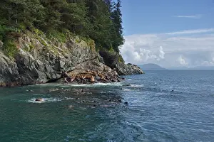 Steller: Steller sea lions ( Eumetopias jubatus) on the shore
