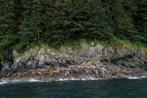 Steller: Steller sea lions ( Eumetopias jubatus) on the shore