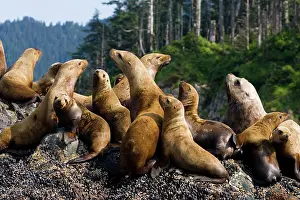 Charlotte: Steller sea lions on rookery, Eumetopias