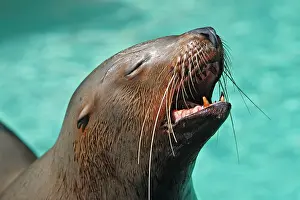 Steller: Steller Sealion