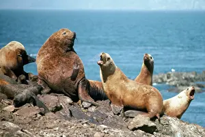 Steller: Steller Sealion - male with females & young