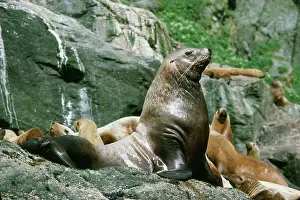 Steller: Steller / Stellar SEALION - Male with females