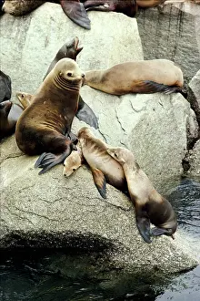 Steller: Steller / Stellar SEALIONS - on rocks, with pups