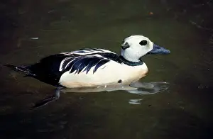 Eiders: STELLERIS EIDER DUCK - male on water