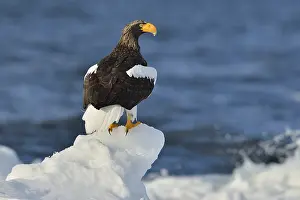 Aquila: Steller's Eagle (Haliaeetus pelagicus) on ice, Hokkaido