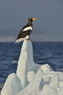 Aquila: Steller's Eagle (Haliaeetus pelagicus) on ice, Hokkaido