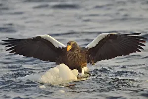 Aquila: Steller's Eagle (Haliaeetus pelagicus) landing on