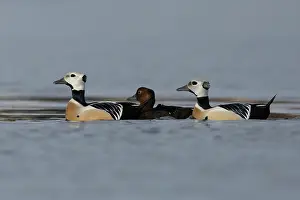 Polysticta: Steller's Eider