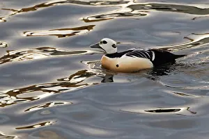 Polysticta: Steller's Eider