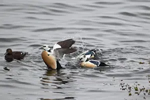 Varangerfjord: Steller's Eider