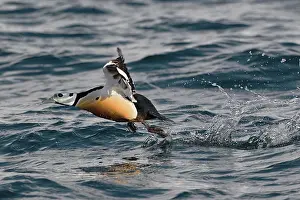 Polysticta: Steller's Eider