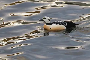 Varangerfjord: Steller's Eider