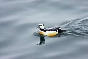 Eiders: Steller's Eider - Drake