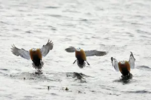 Eiders: Steller's Eider - Drake coming in to land