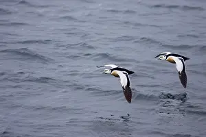 Eiders: Steller's Eider - Drake in flight